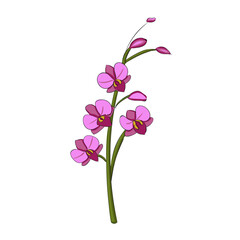 Orchid illustration