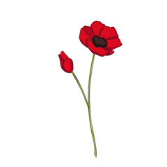 red poppy flower