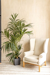 Home interior, modern apartment design with decor. the Scandinavian style. A white armchair stands against the wall, next to a palm tree in a flower pot.