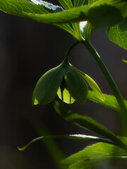 close up of a green leaf