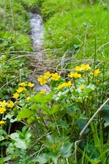 marigold in the gras near a small stream of water