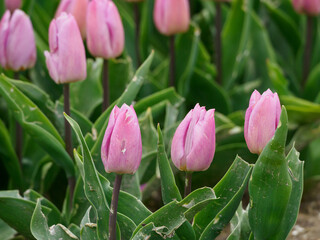 Tulpenfelder in den Niederlanden