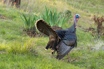 Wild turkey with tail feathers fanned out