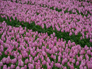 Tulpenfelder in den Niederlanden