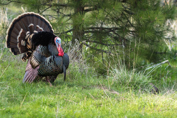 Wild turkey with tail feathers fanned out