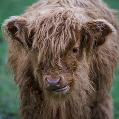 The Highland cow - is a Scottish breed of rustic beef cattle.