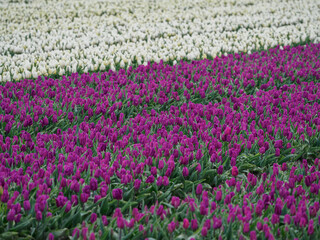 Obraz premium Tulpenfelder in den Niederlanden