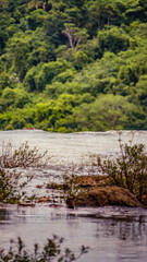 Close up in the rainforest of Costa Rica