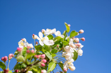 春に咲くリンゴの白い花と青空