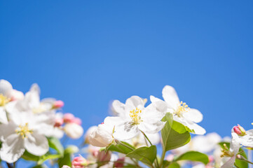 Fototapeta na wymiar 青空とリンゴの花