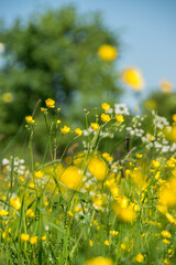 Nahaufnahme einer wunderschönen Blumenwiese mit herrlich gelben Butterblumen bei strahlendem Sonnenschein
