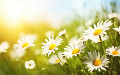 Chamomile field flowers border. Beautiful nature scene with blooming medical chamomilles in sun flare, Generative AI