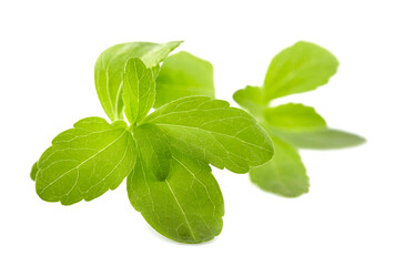 Stevia rebaudiana, sweet leaf sugar substitute isolated on white background