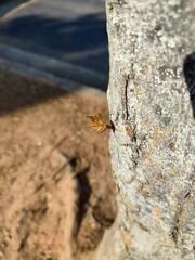 Leaf on a tree