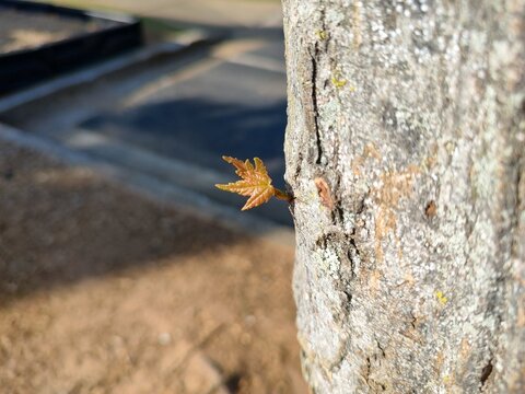 Lone leaf on a tree bark
