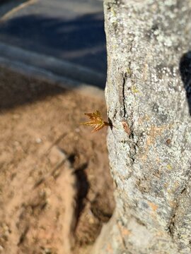 Leaf on a tree