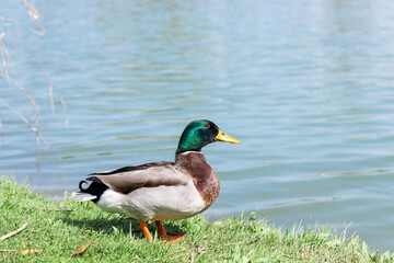 Naklejka na ściany i meble wild male duck, mallard standing on grass near lake in sunny day