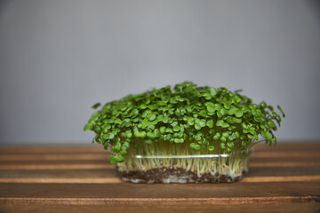 Closeup of a fresh micro green in a plastic box isolated on white background. Natural super food. Healthy lifestyle concept	

