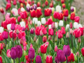 Obraz premium Tulpenfelder in den Niederlanden