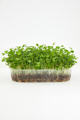 Naklejka premium Closeup of a fresh micro green in a plastic box isolated on white background. Natural super food. Healthy lifestyle concept 