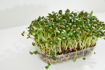 Side view of a fresh micro green fennel arranged in a plastic box over white background. 