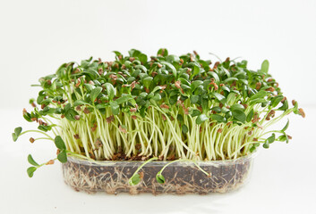 Full length of a fresh micro green fennel arranged in a plastic box over white. 