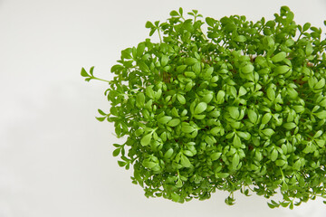 Closeup of a fresh micro green in a plastic box isolated on white background. Space for text.
