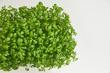Top view of a fresh micro green in a plastic box isolated on white background. Copy space.
