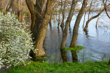 Scenic river bank with trees in the water close-up. Spring flood in the floodplain