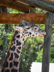 Tampa Florida Zoo and Weedon Island Preserve