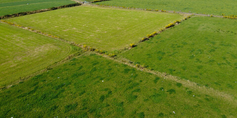 Green pastures for cattle in summer in Ireland, top view. Agricultural landscape. Green grass © Oleksii