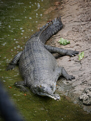 Tampa Florida Zoo and Weedon Island Preserve