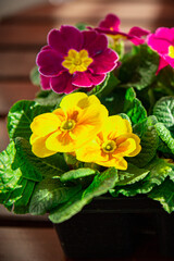 primrose flowers in flower pot outdoor blooming garden street flower vegetation
