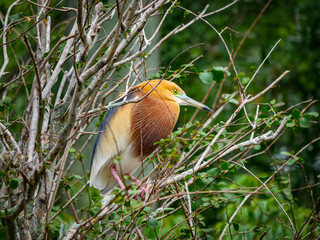 Tampa Florida Zoo and Weedon Island Preserve