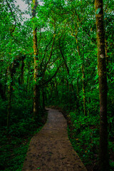 Close up in the rainforest of Costa Rica