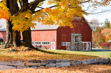 Red New England barn with golden oak tree in autumn sunshine © Gerald Zaffuts
