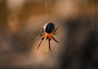 Close up spider