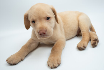 Obraz premium Portrait of laying cute small labrador puppy