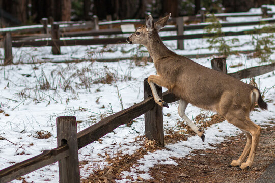 Mule Deer jumping a fence in Yosemite Valley