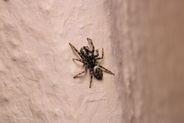 little jumping spider macro photo