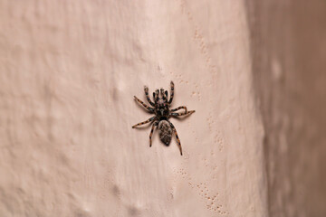 little jumping spider macro photo