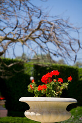 Obraz premium Rote Pflanze unscharfer Hintergrund