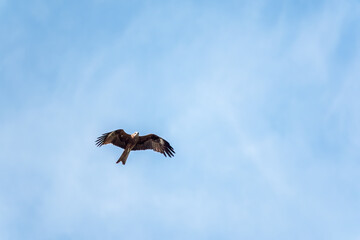 The bird of prey Black Kite flying in blue Sky