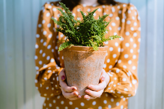 Woman holding green nephrolepis fern plant in terracotta flower pot. Concept of air purifying houseplants care