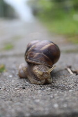 snail in the rain. place samsun