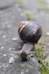 snail in the rain. place samsun