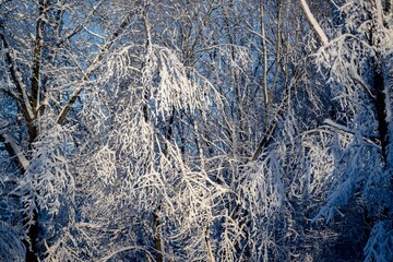 Evergreen trees laden with snow and ice, standing stark against a wintry backdrop