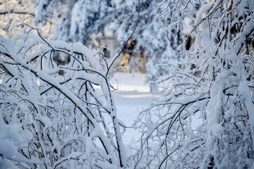 the snow covered branches and the path in the park are beautiful