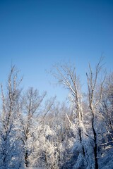 Beautiful winter scene of trees in a park blanketed in freshly fallen snow