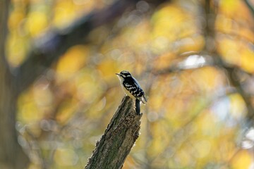 a little bird sitting on top of a tree branch in the woods